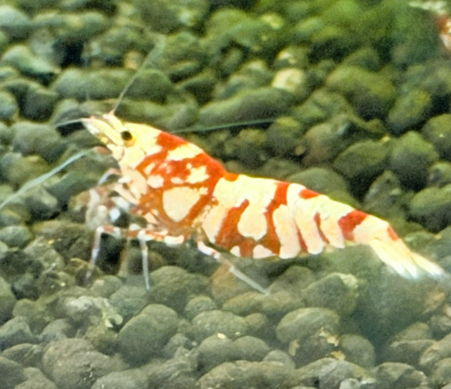 Red Fancy Tiger Shrimp