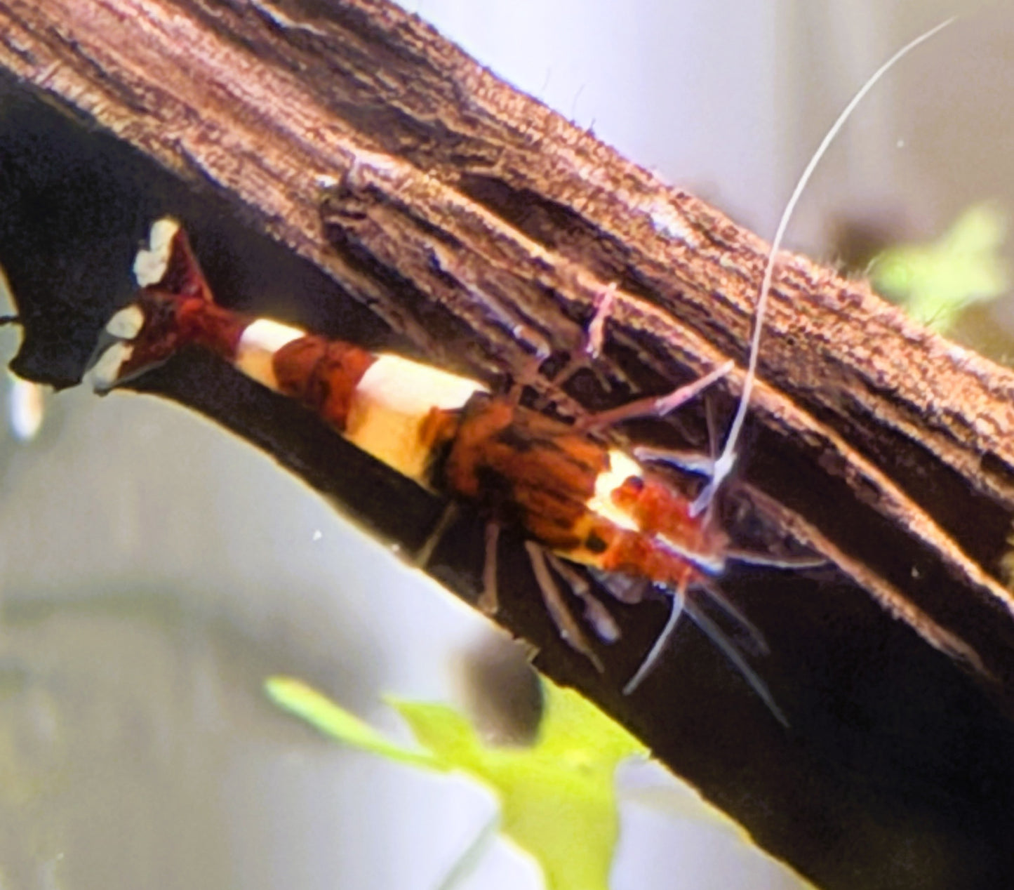 Red King Kong Shrimp