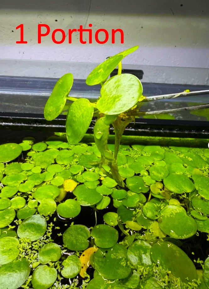 Frogbit Live Aquarium Plant *5 Portions*