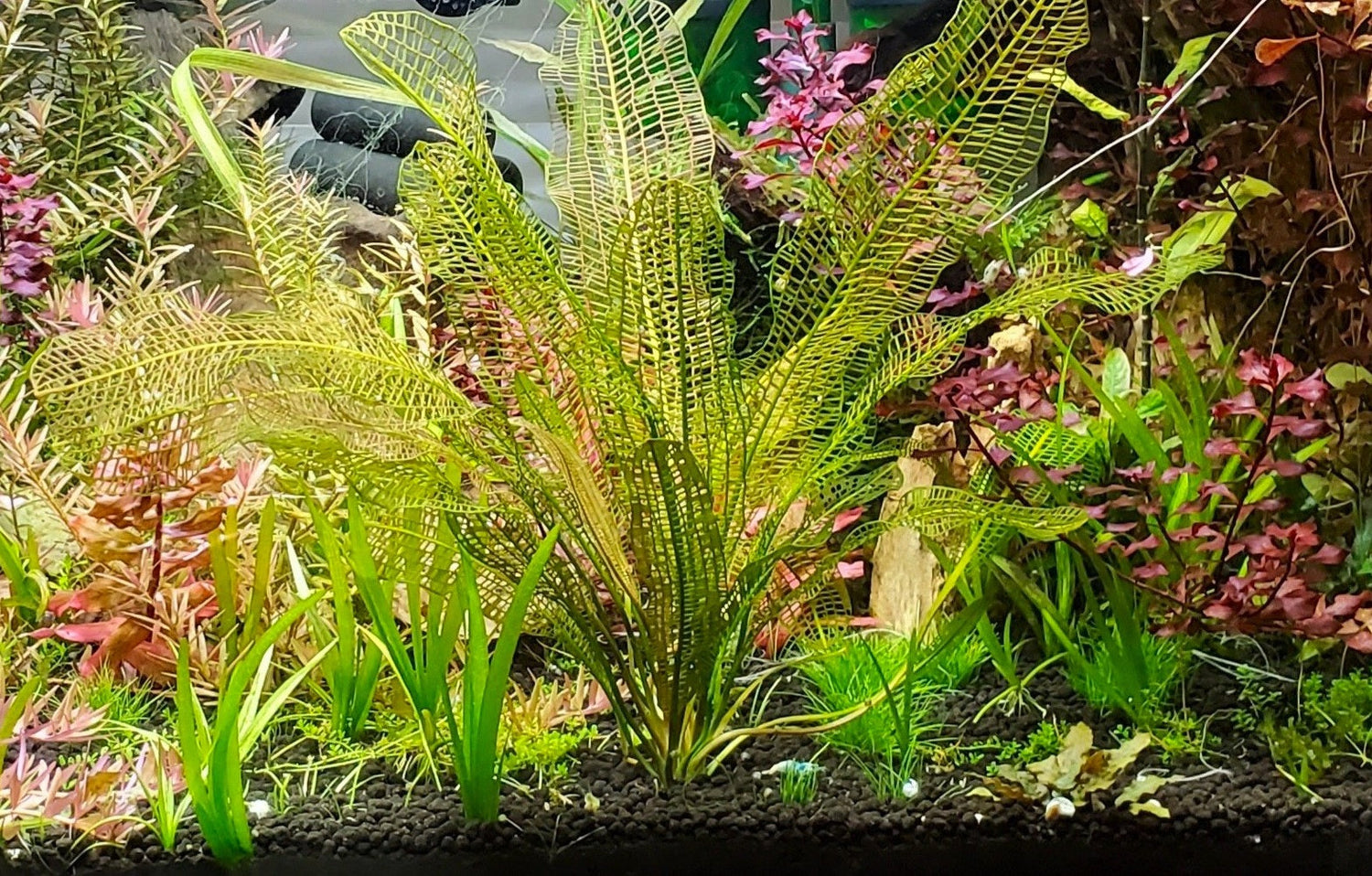 Live Aquarium Plants