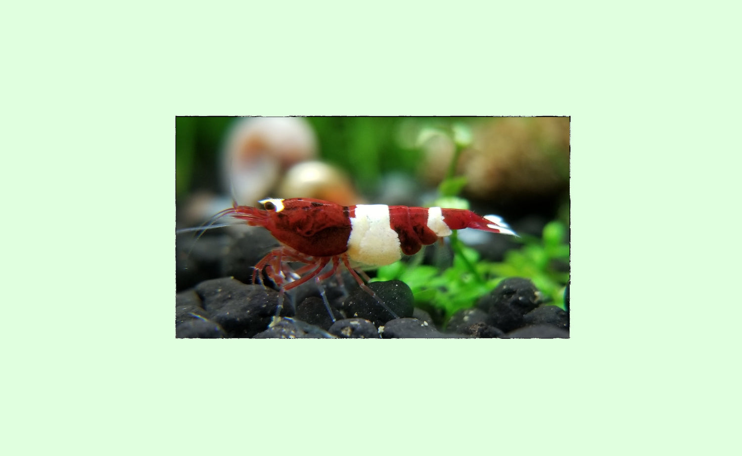 Caridina Shrimp