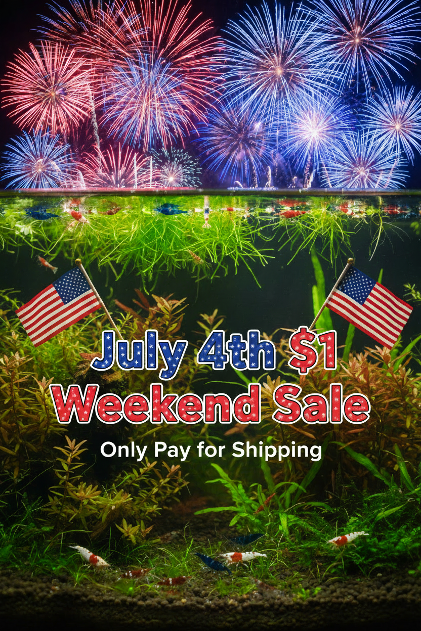 One Dollar Sale