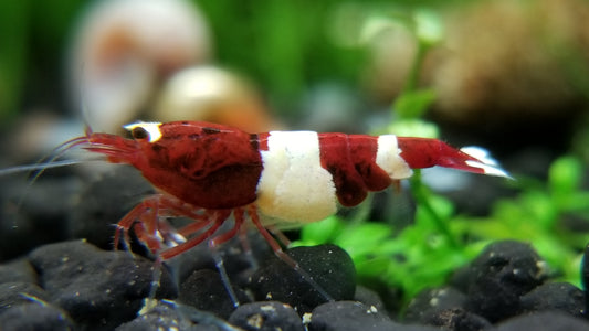 Red King Kong Shrimp
