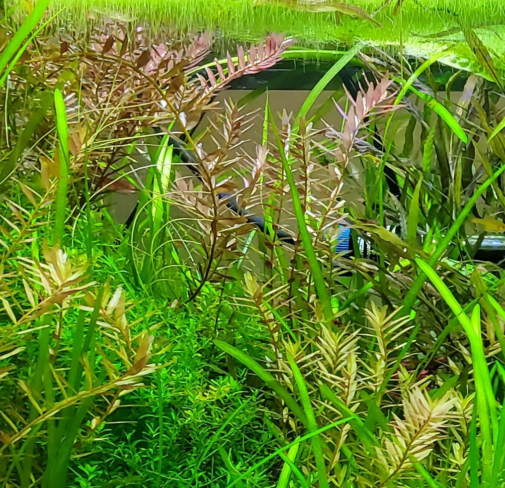 Rotala Blood Red - 3 Stems