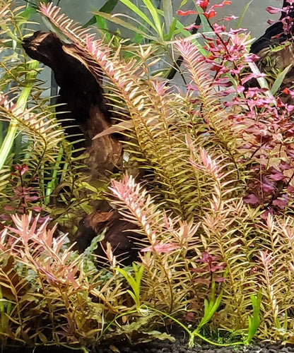 Rotala Blood Red - 3 Stems