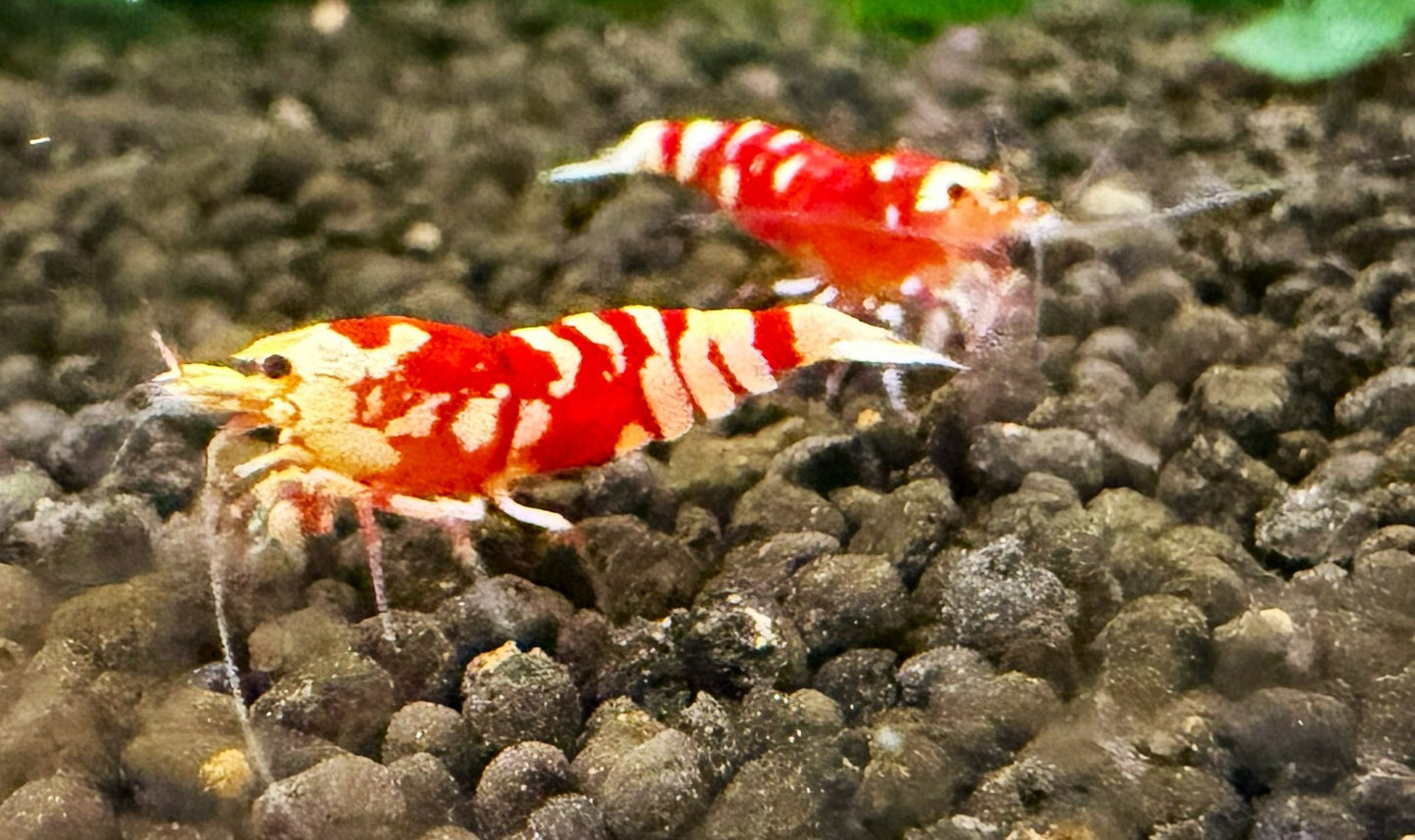 Red Fancy Tiger Shrimp
