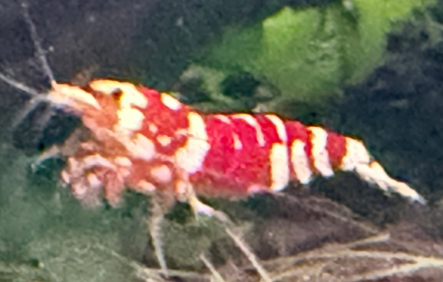 Red Fancy Tiger Shrimp