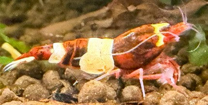 Red King Kong Shrimp