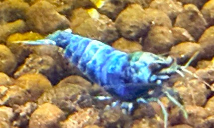 Blue Bolt Shrimp