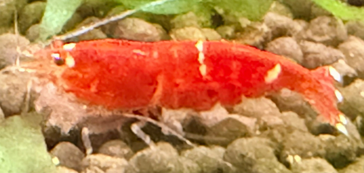 Santa Crystal Red Shrimp