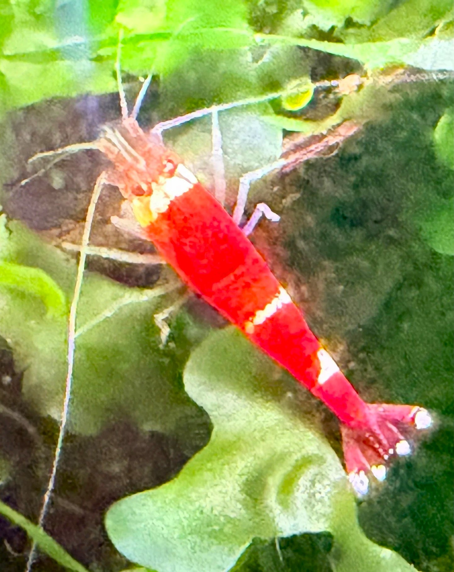 Santa Crystal Red Shrimp