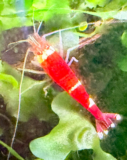 Santa Crystal Red Shrimp