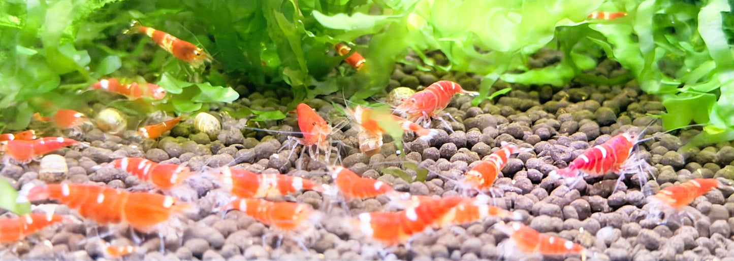 Santa Crystal Red Shrimp