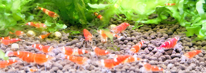 Santa Crystal Red Shrimp