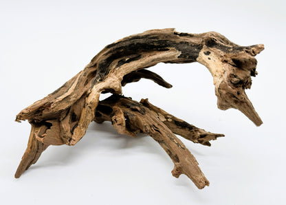 Pacific Driftwood