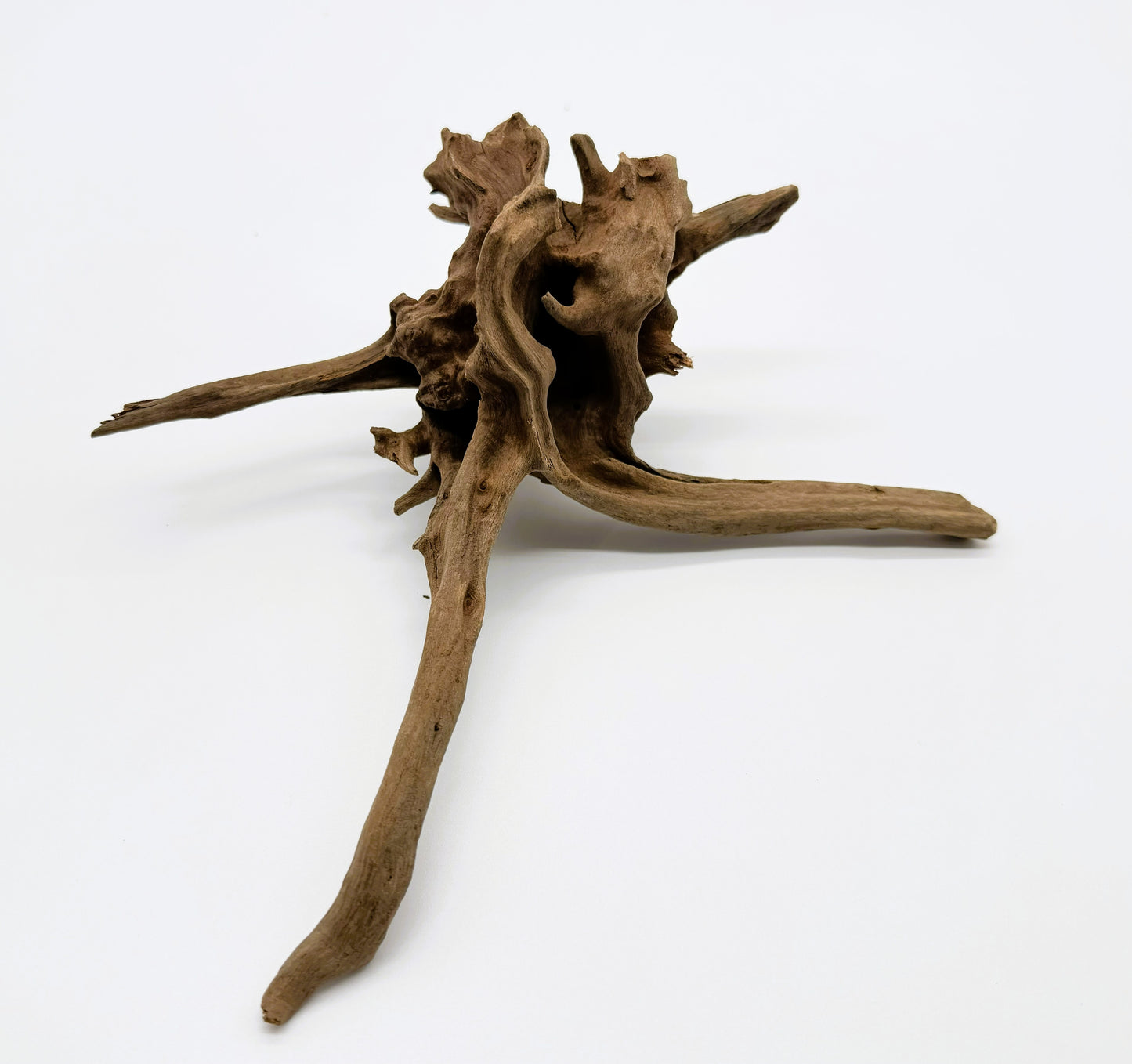 Pacific Driftwood