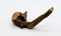 Pacific Driftwood