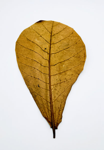 Large Indian Almond Leaves - 10 Pack