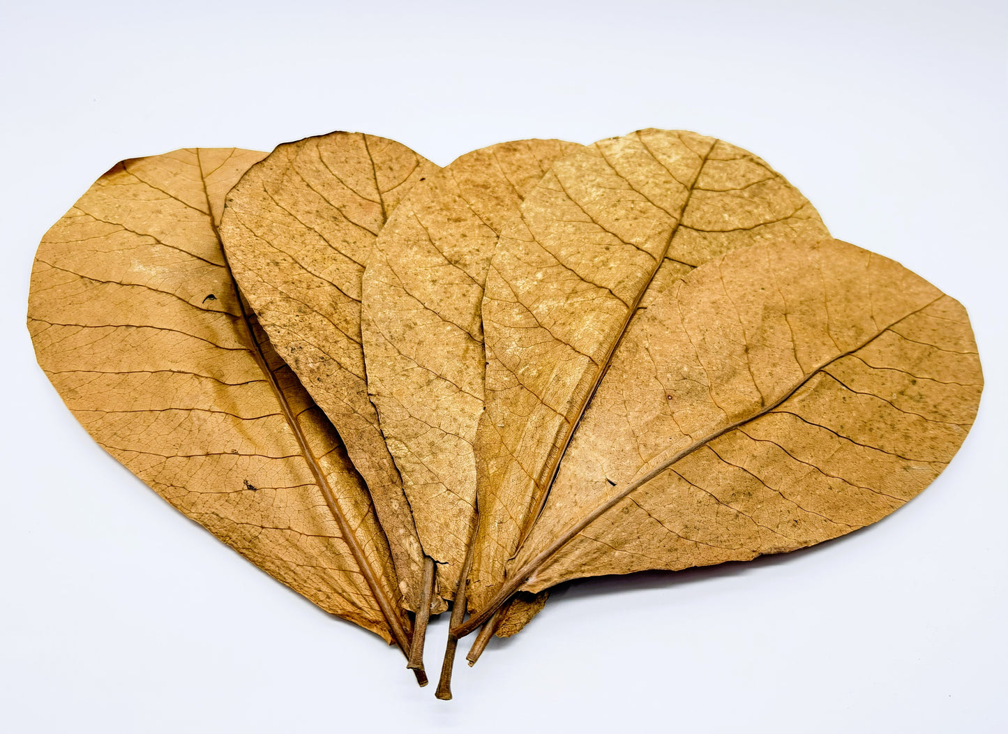 Large Indian Almond Leaves - 10 Pack
