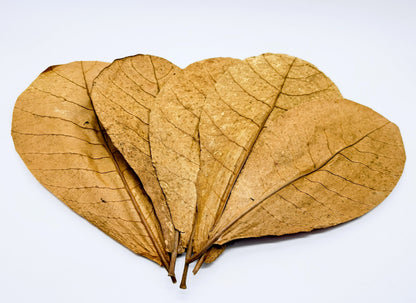 Large Indian Almond Leaves - 10 Pack