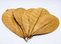 Large Indian Almond Leaves - 10 Pack
