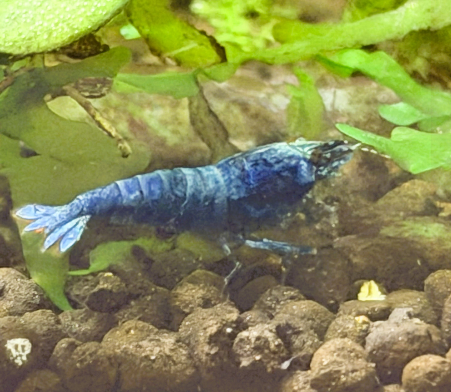 Blue Bolt Shrimp