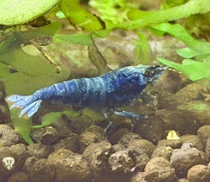 Blue Bolt Shrimp