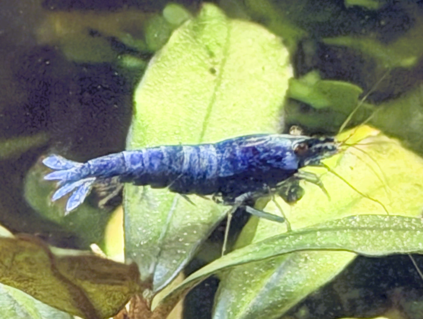 Blue Bolt Shrimp