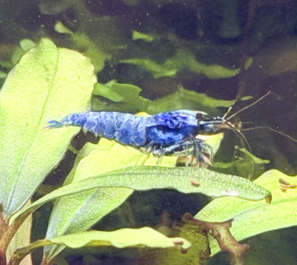 Blue Bolt Shrimp
