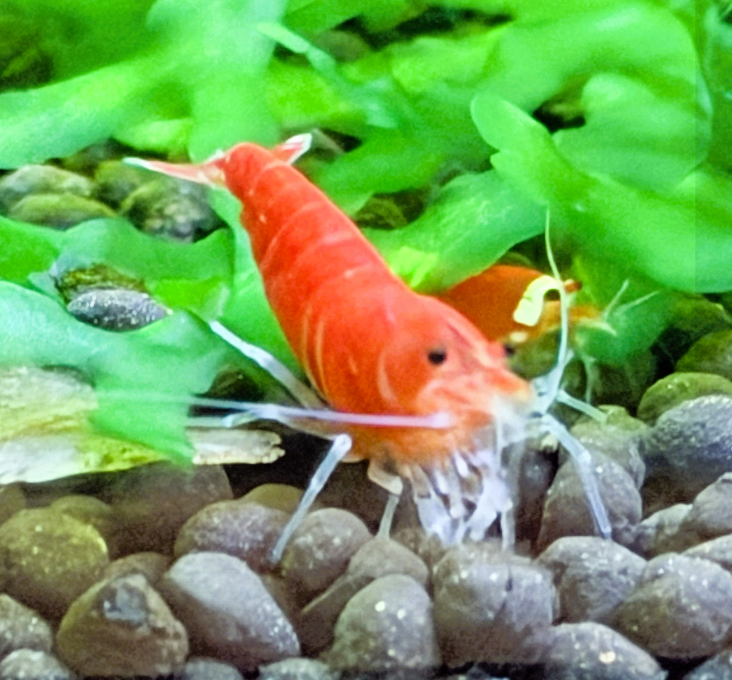 Santa Crystal Red Shrimp