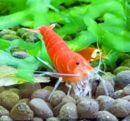 Santa Crystal Red Shrimp