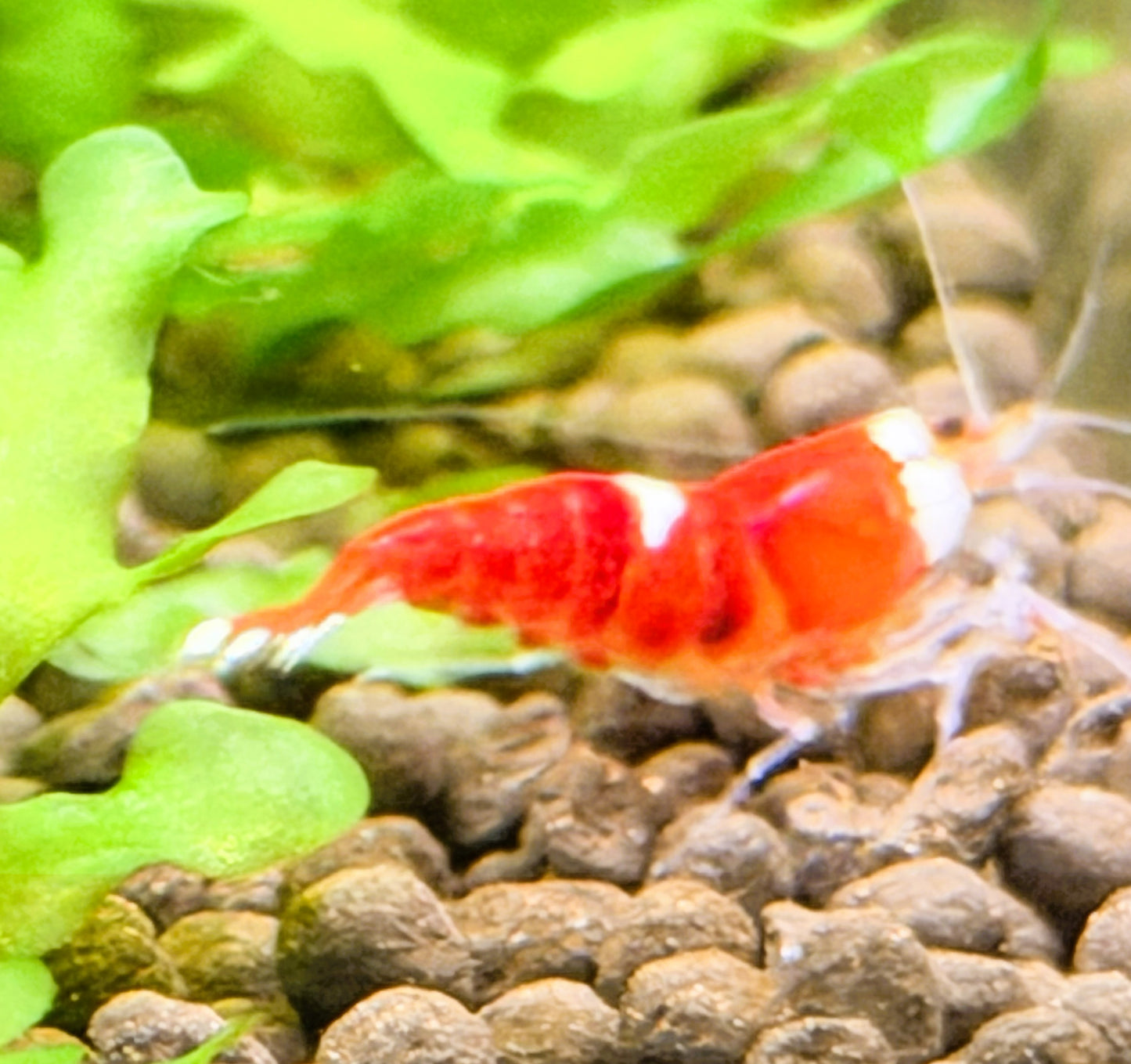 Santa Crystal Red Shrimp