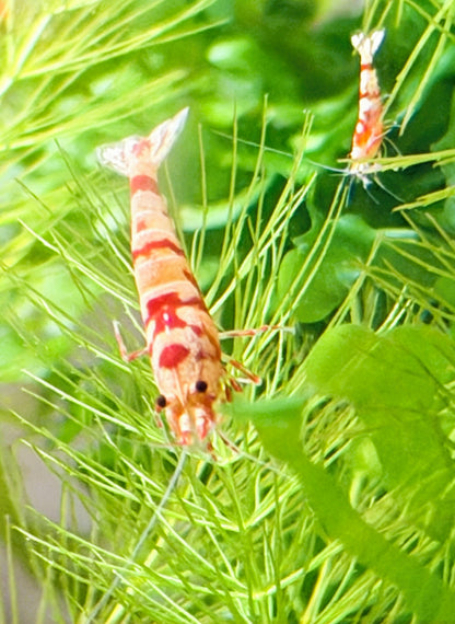 Red Fancy Tiger Shrimp