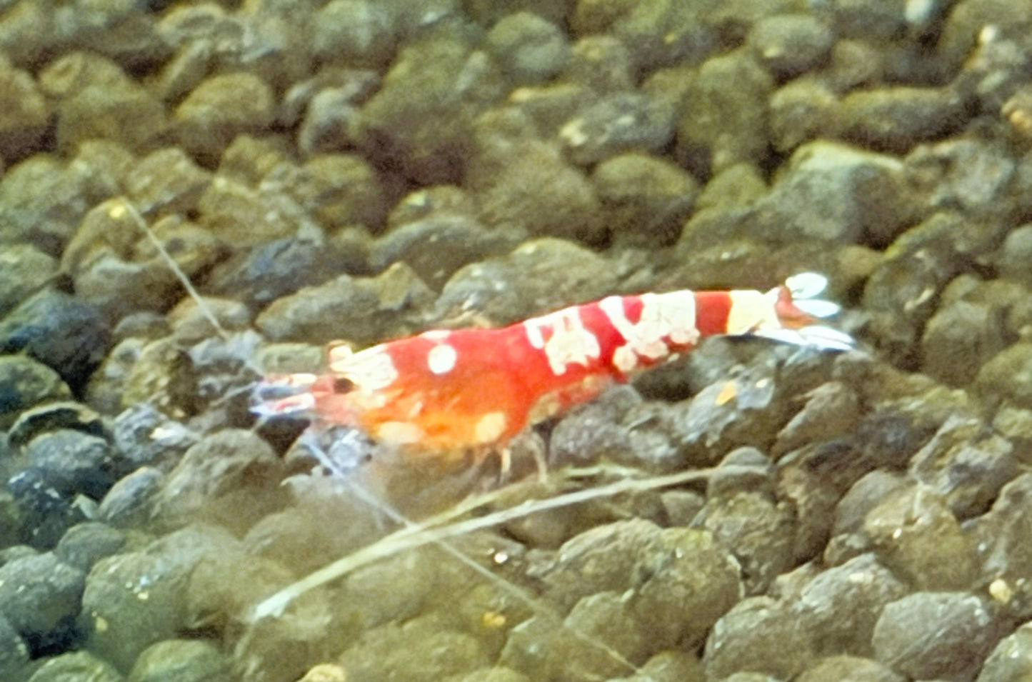Red Fancy Tiger Shrimp