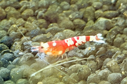 Red Fancy Tiger Shrimp