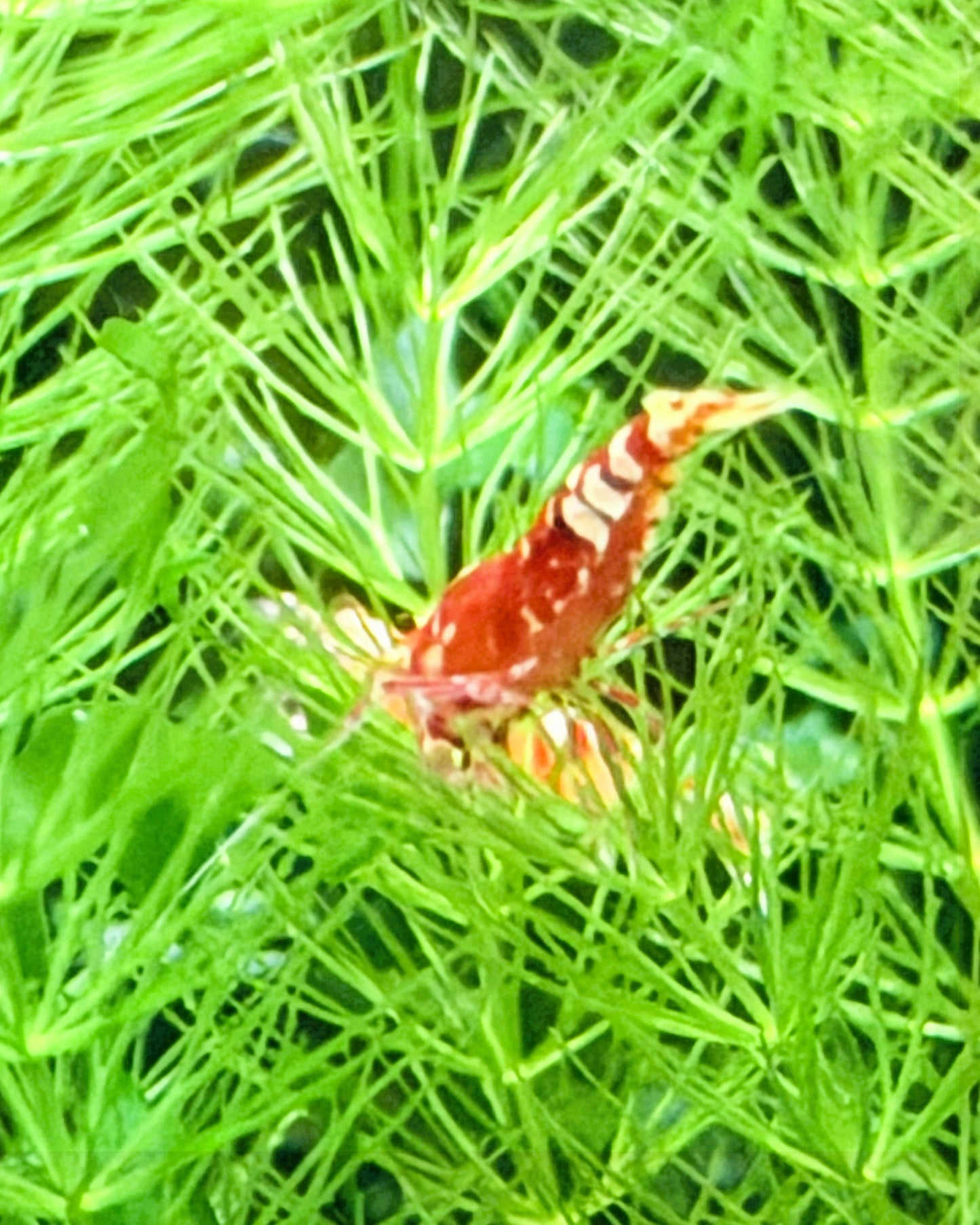 Red Fancy Tiger Shrimp