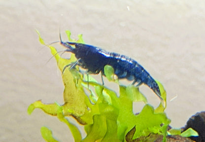 Blue Dream Shrimp