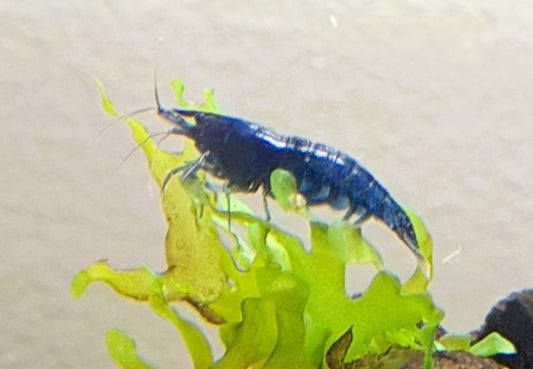 Blue Dream Shrimp
