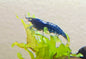 Blue Dream Shrimp