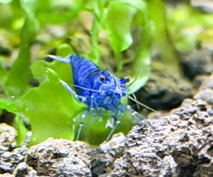 Blue Dream Shrimp