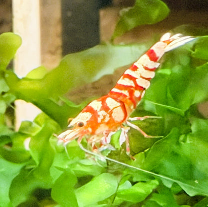 Red Fancy Tiger Shrimp