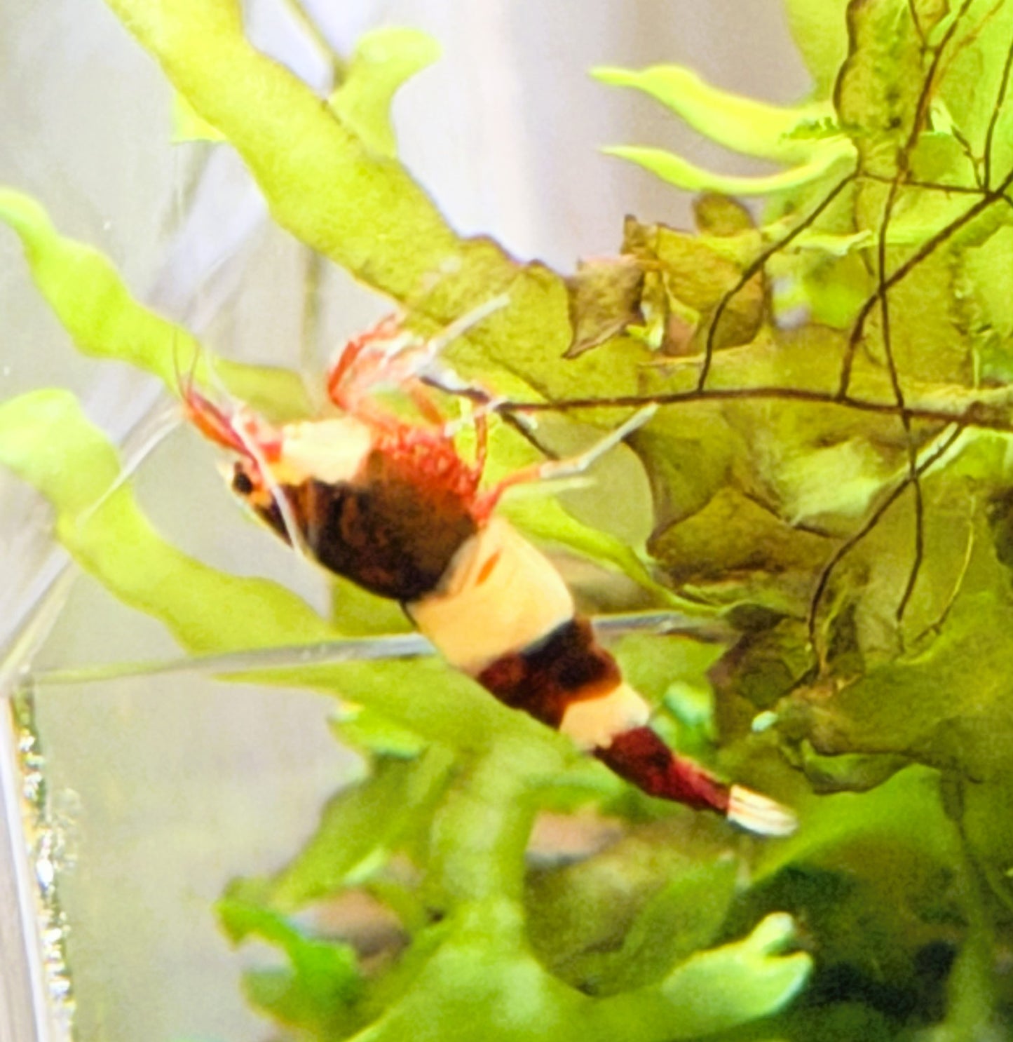 Red King Kong Shrimp