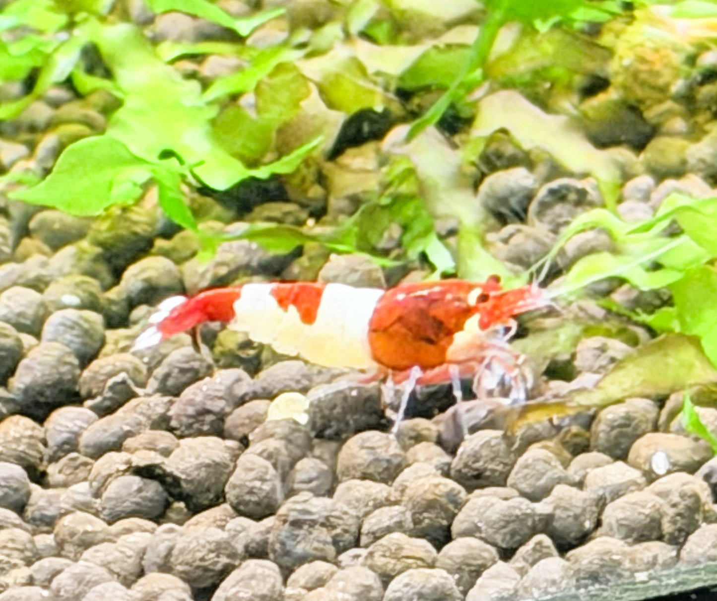 Red King Kong Shrimp