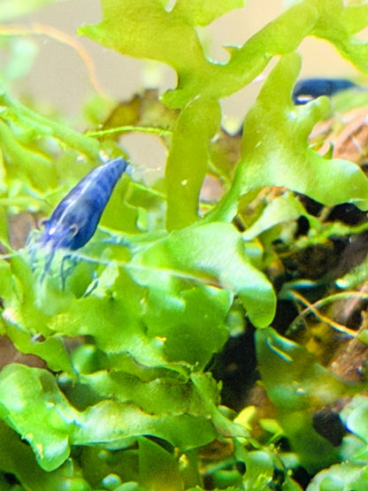 Blue Dream Shrimp