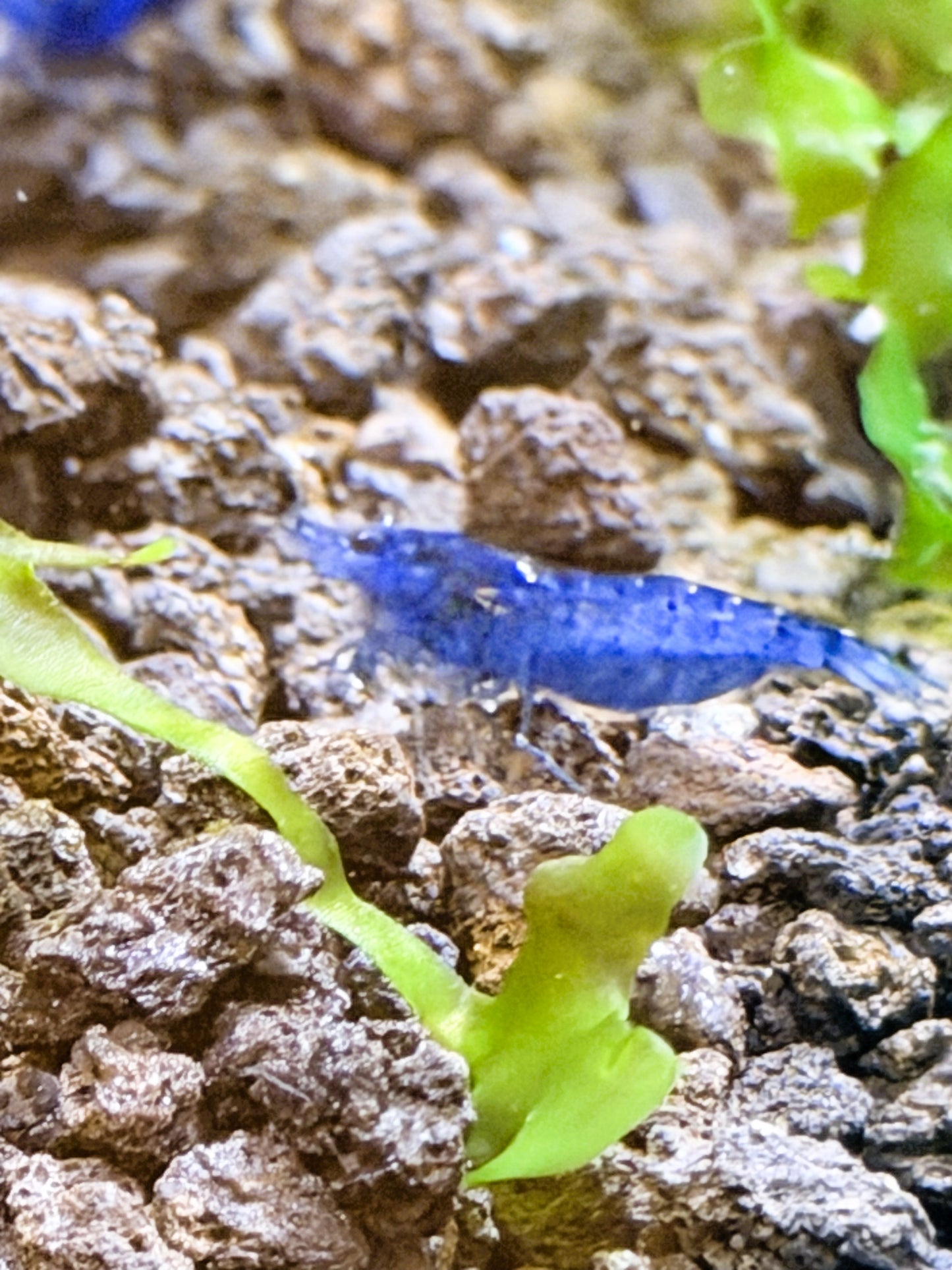 Blue Dream Shrimp