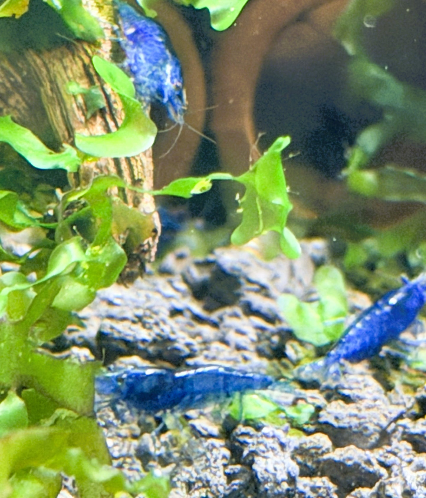 Blue Dream Shrimp