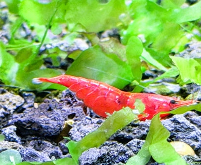 Bloody Mary Shrimp