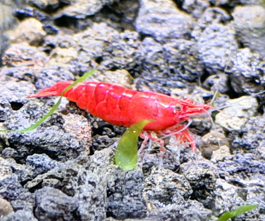 Bloody Mary Shrimp