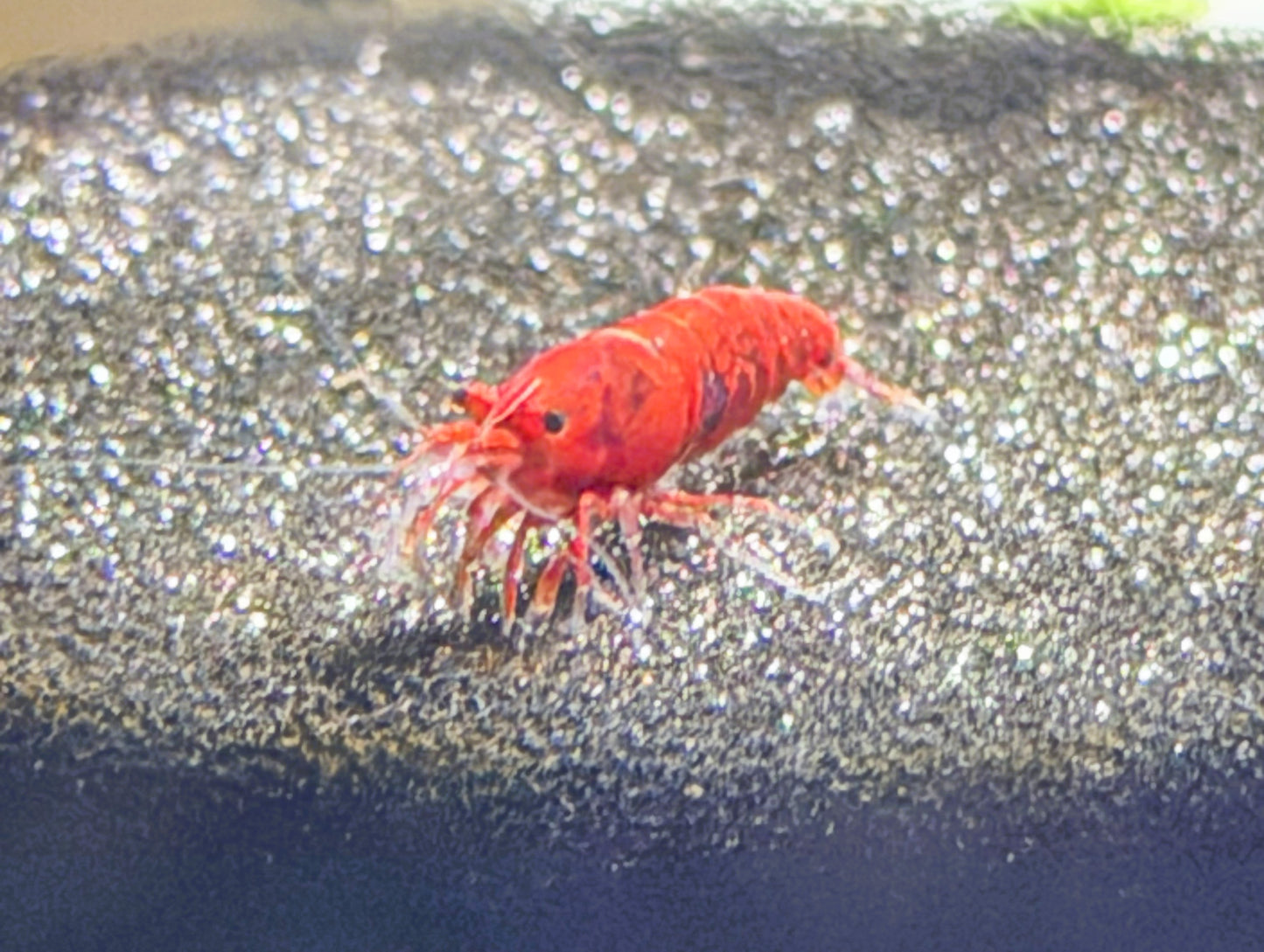 Bloody Mary Shrimp