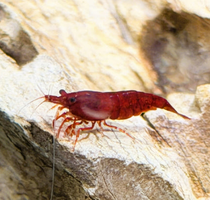 Bloody Mary Shrimp